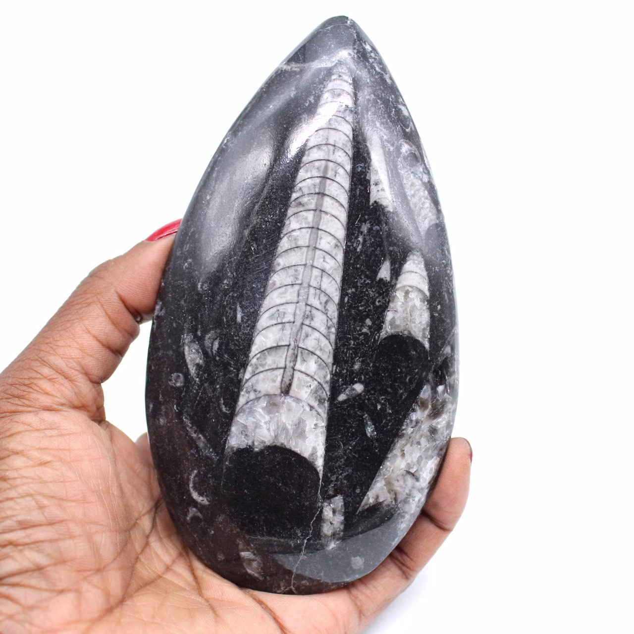 Natural fossil orthoceras