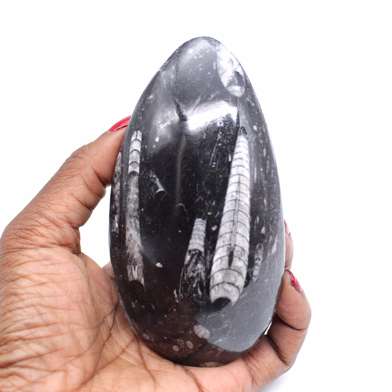 Orthoceras morocco