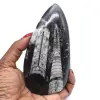 Fossil of orthoceras from morocco - 0