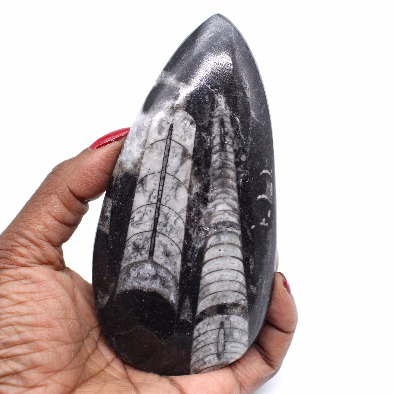 Fossil of orthoceras from morocco
