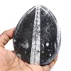 Polished fossil orthoceras - 0