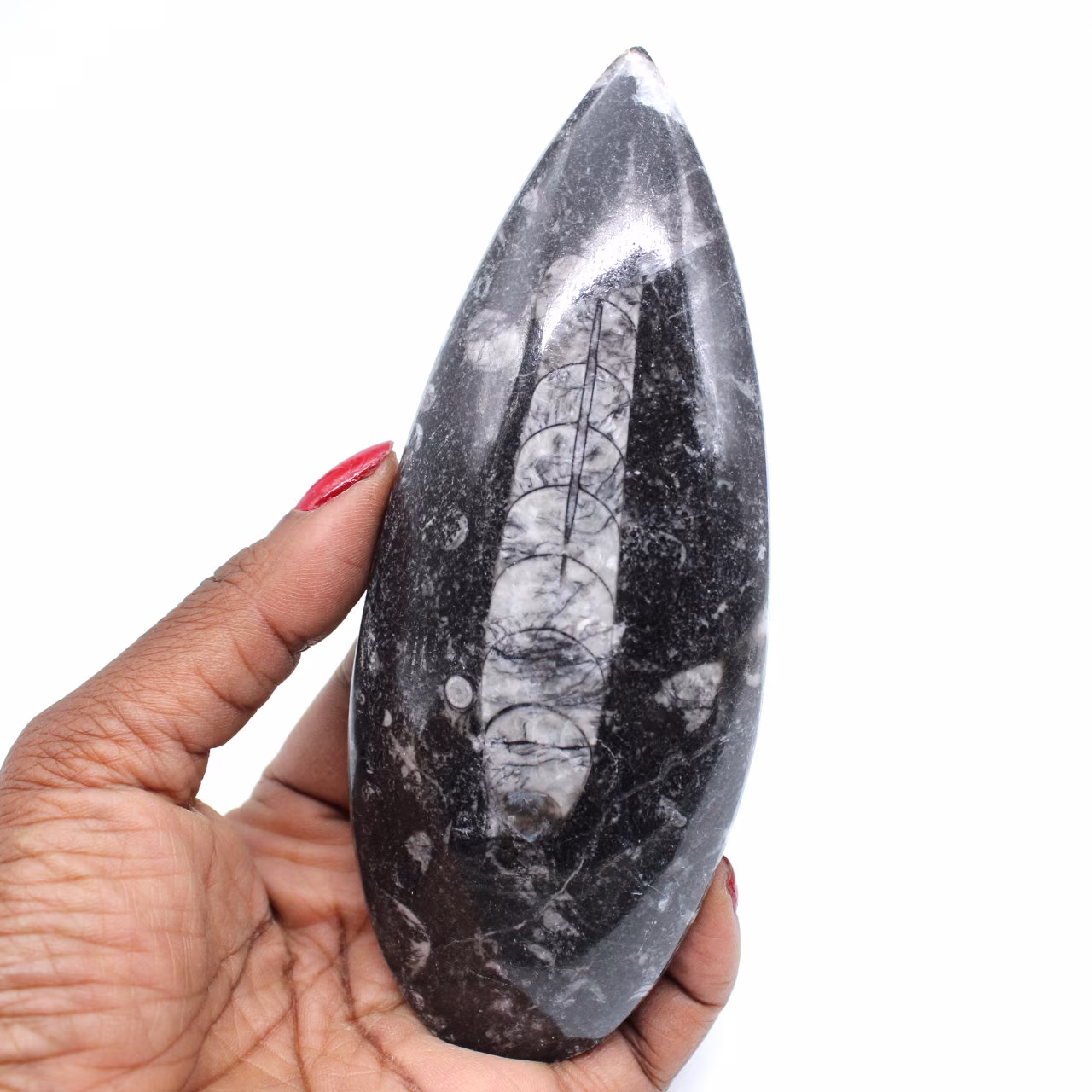 Polished natural orthoceras
