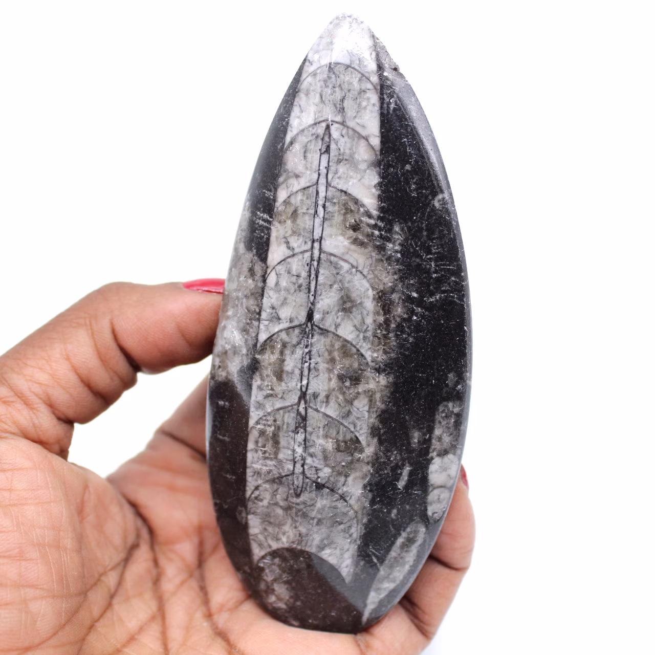 Orthoceras morocco