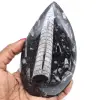 Polished orthoceras fossil - 0