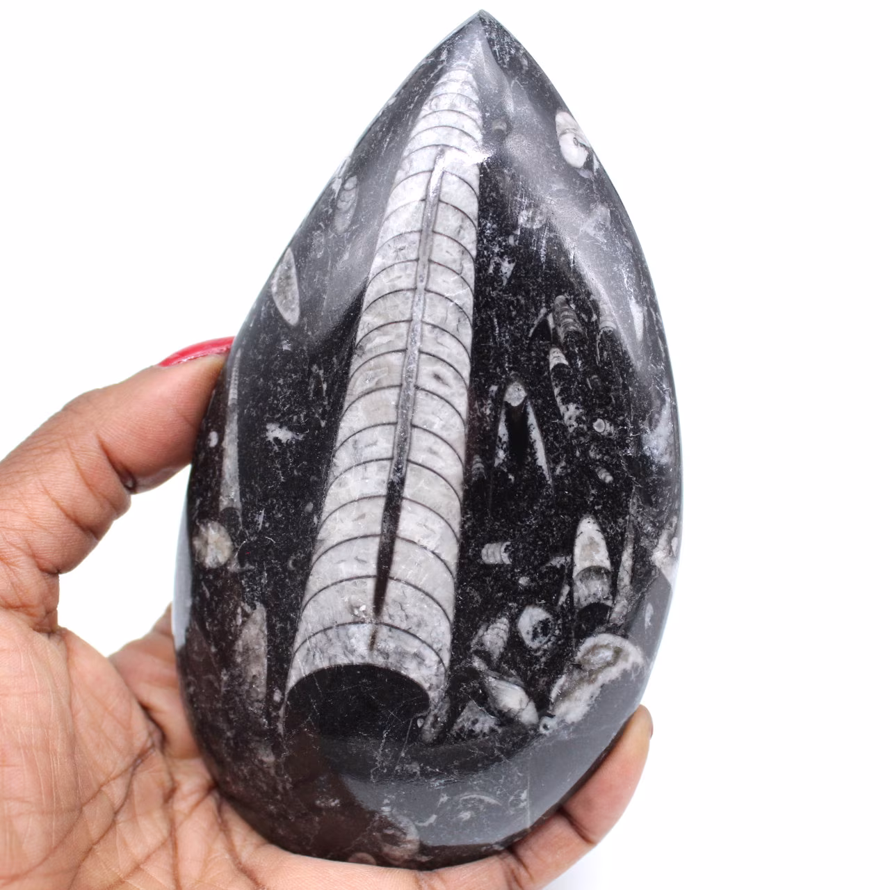 Polished orthoceras fossil