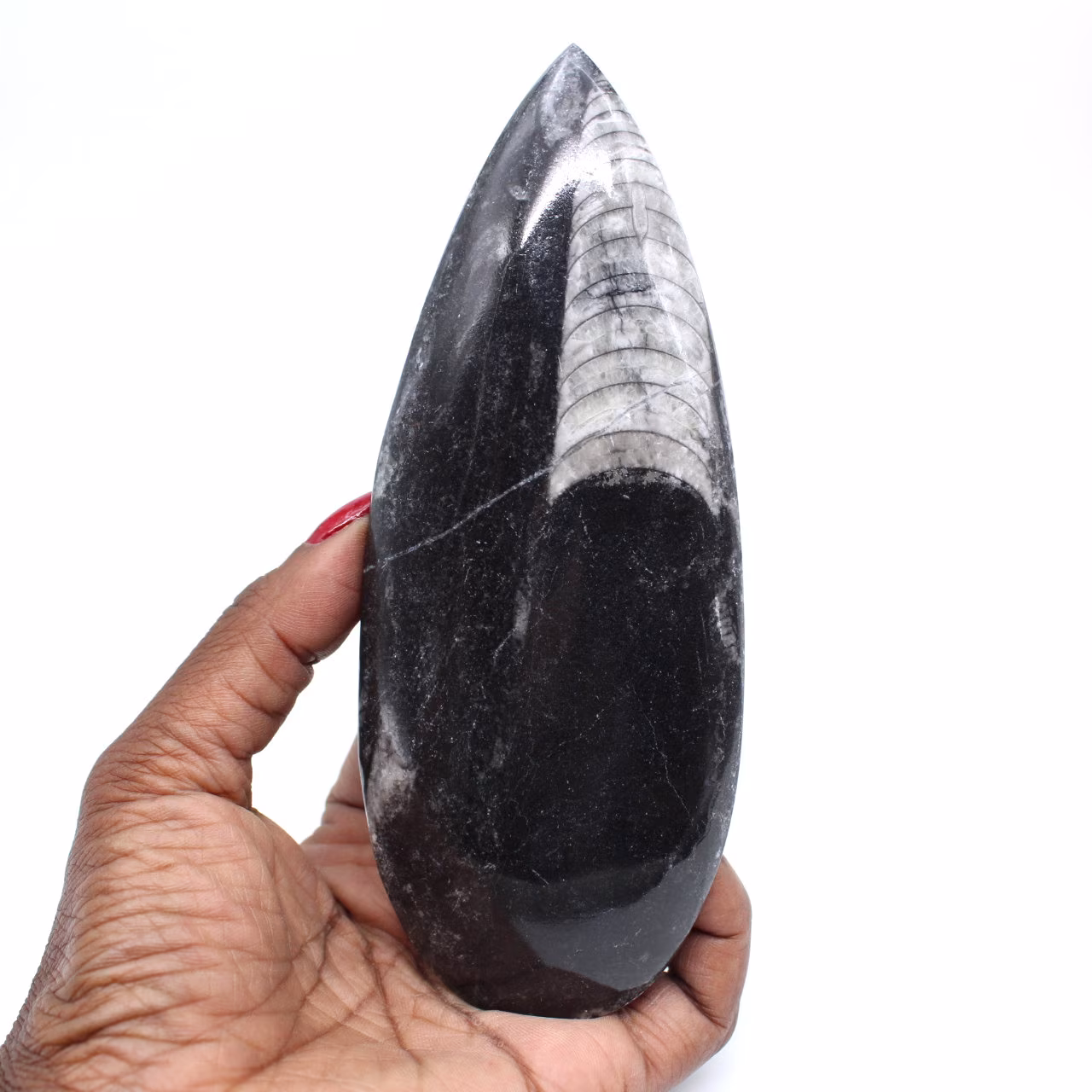 Polished fossil orthoceras