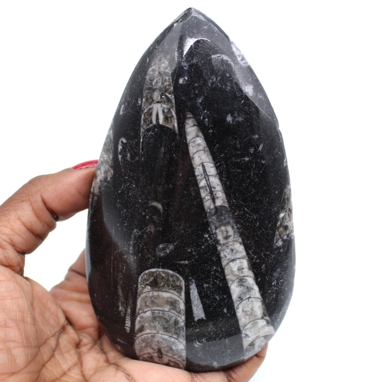 Polished orthoceras from morocco