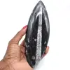 Polished natural orthoceras - 0