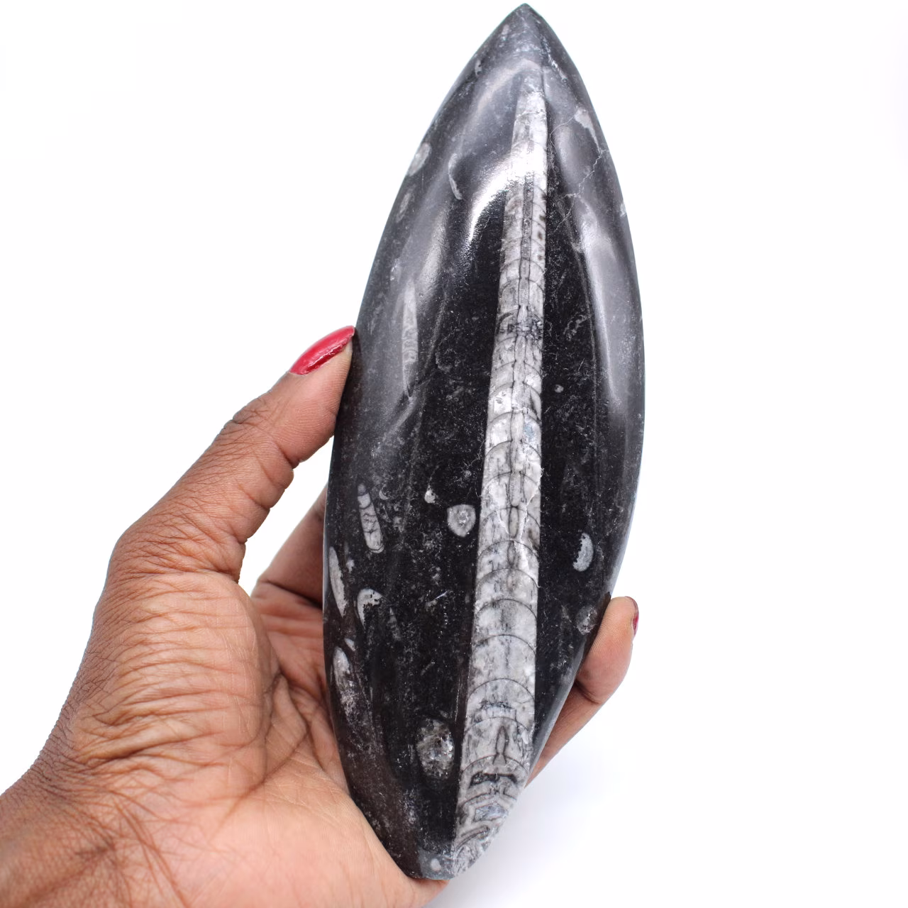 Polished natural orthoceras