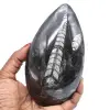 Natural fossil orthoceras - 0