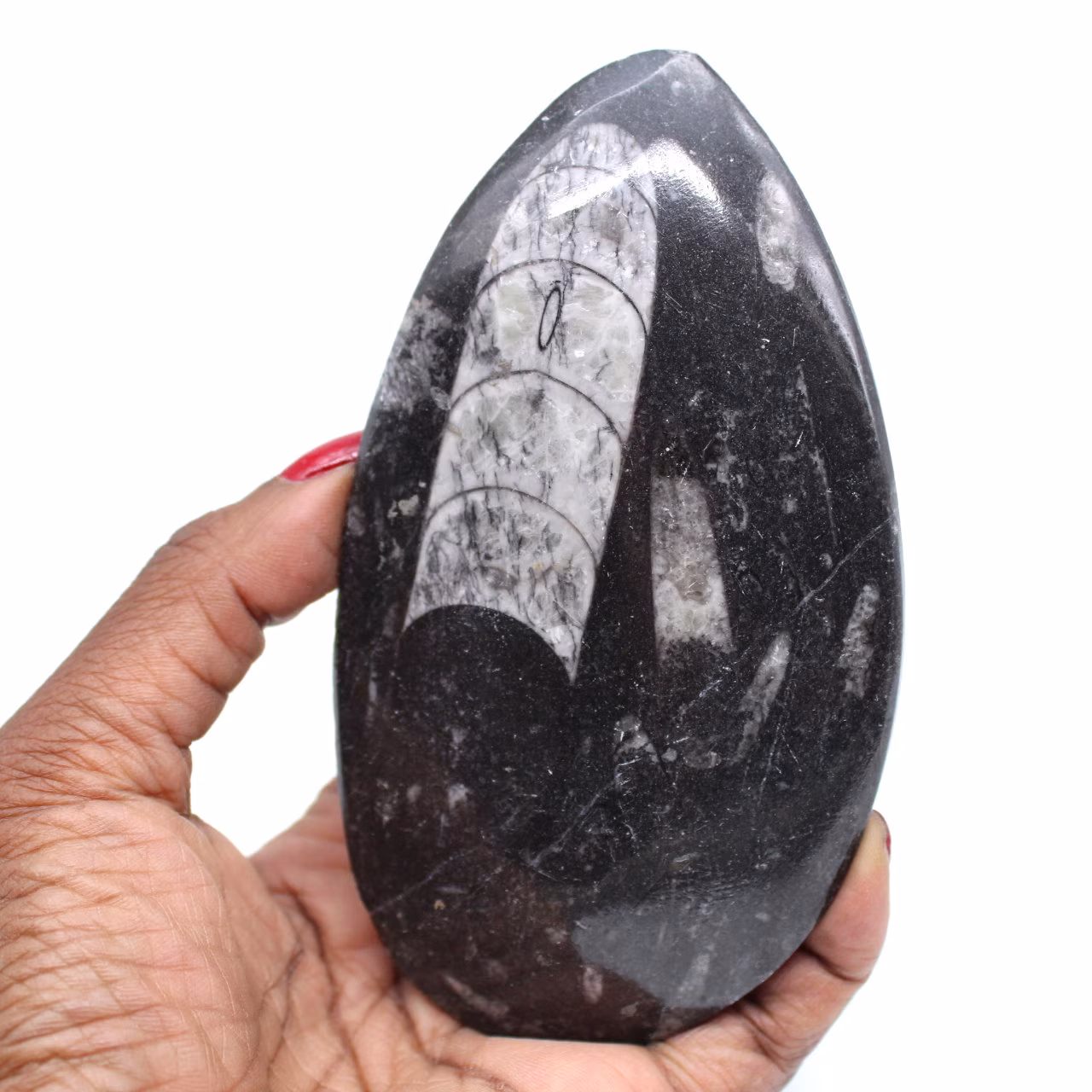 Polished orthoceras