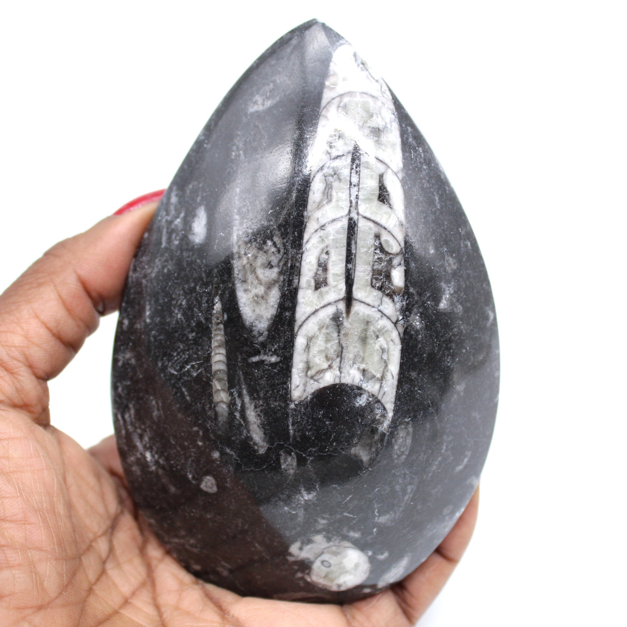 Fossilized orthoceras