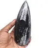 Natural orthoceras fossil - 0
