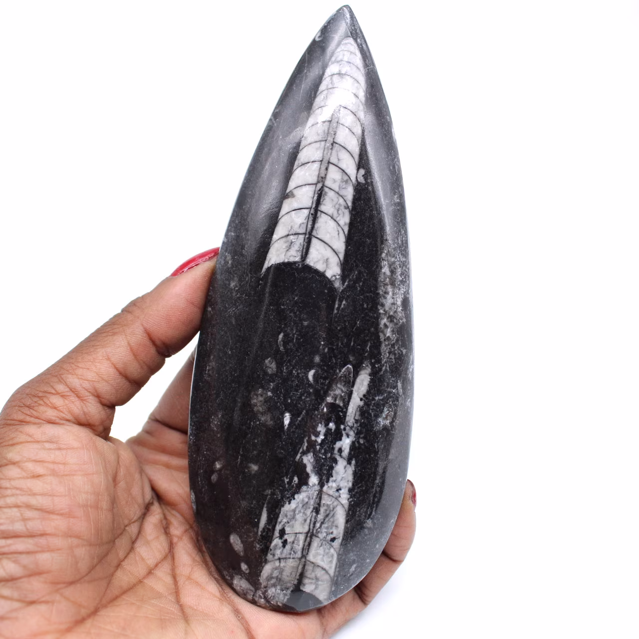 Natural orthoceras fossil