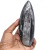 Polished orthocera fossil - 0