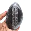 Polished orthoceras from morocco - 0