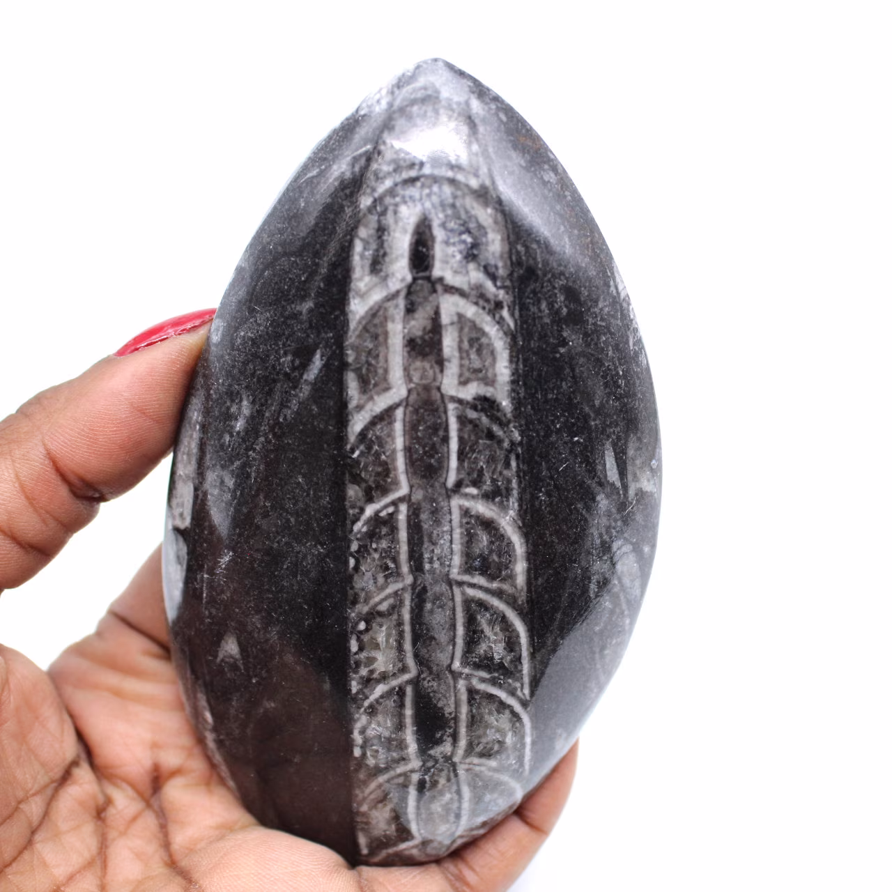 Polished orthoceras from morocco