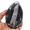 Natural orthoceras - 0