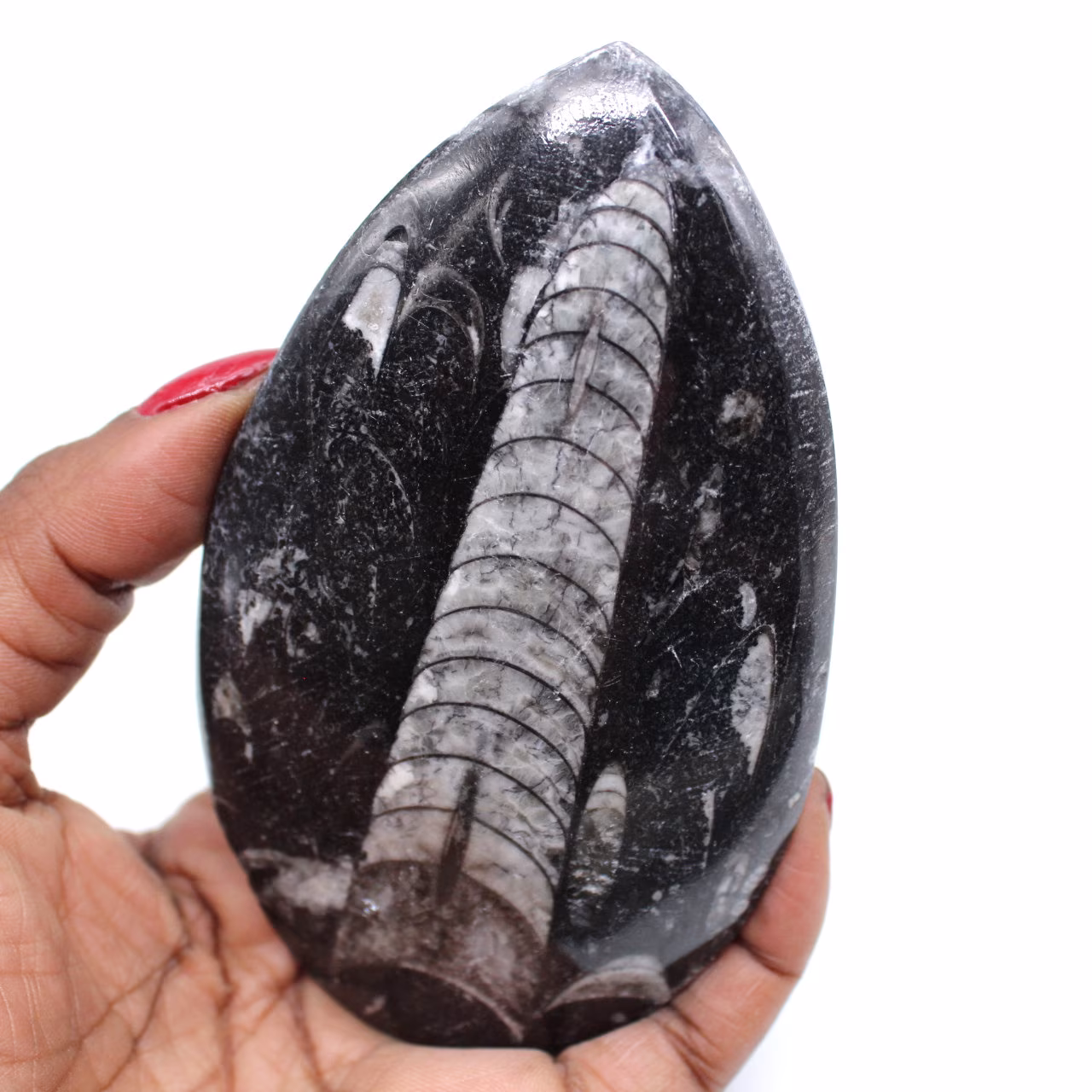 Natural orthoceras