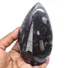 Polished orthoceras - 0