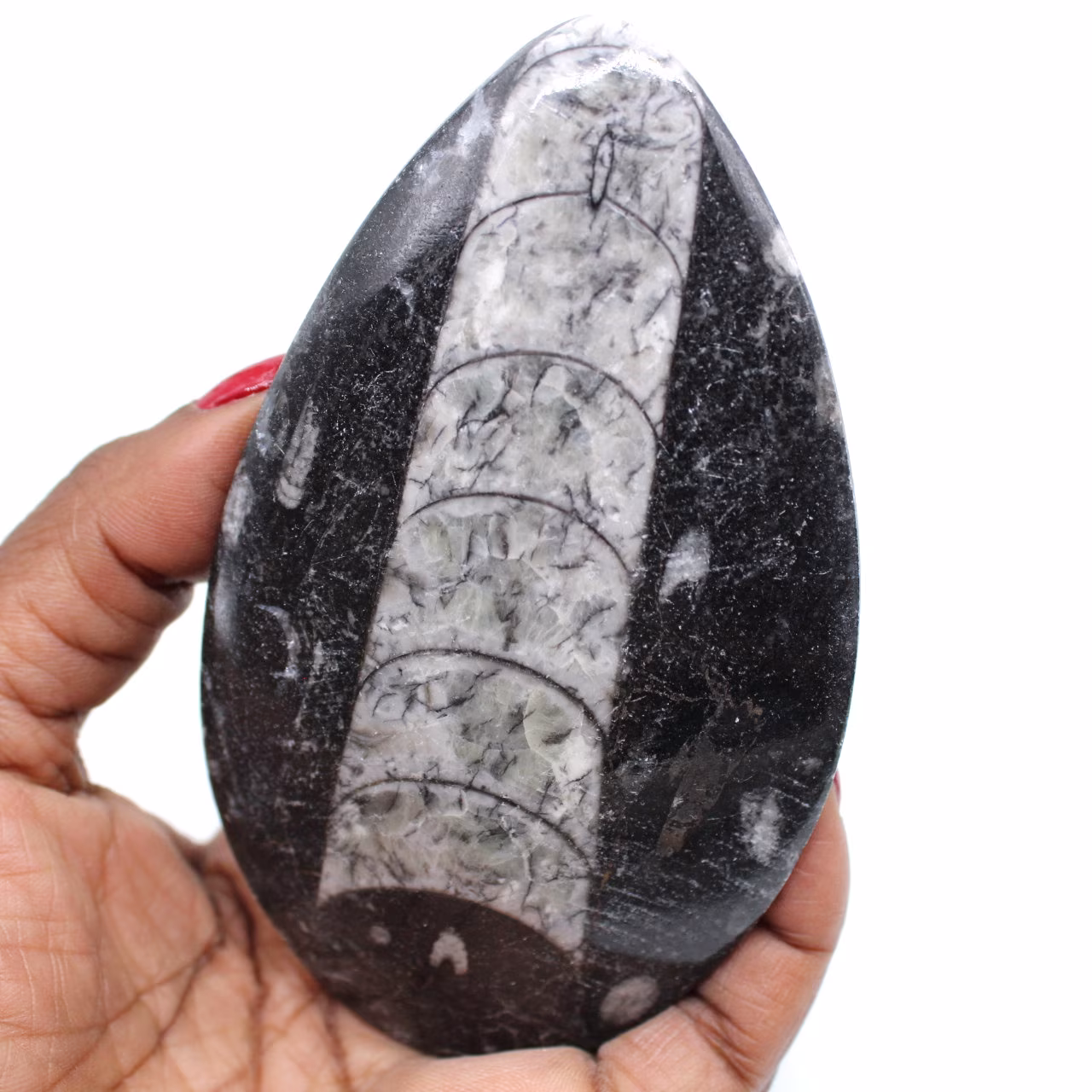 Fossilized orthoceras