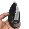 Natural orthoceras fossil - 0