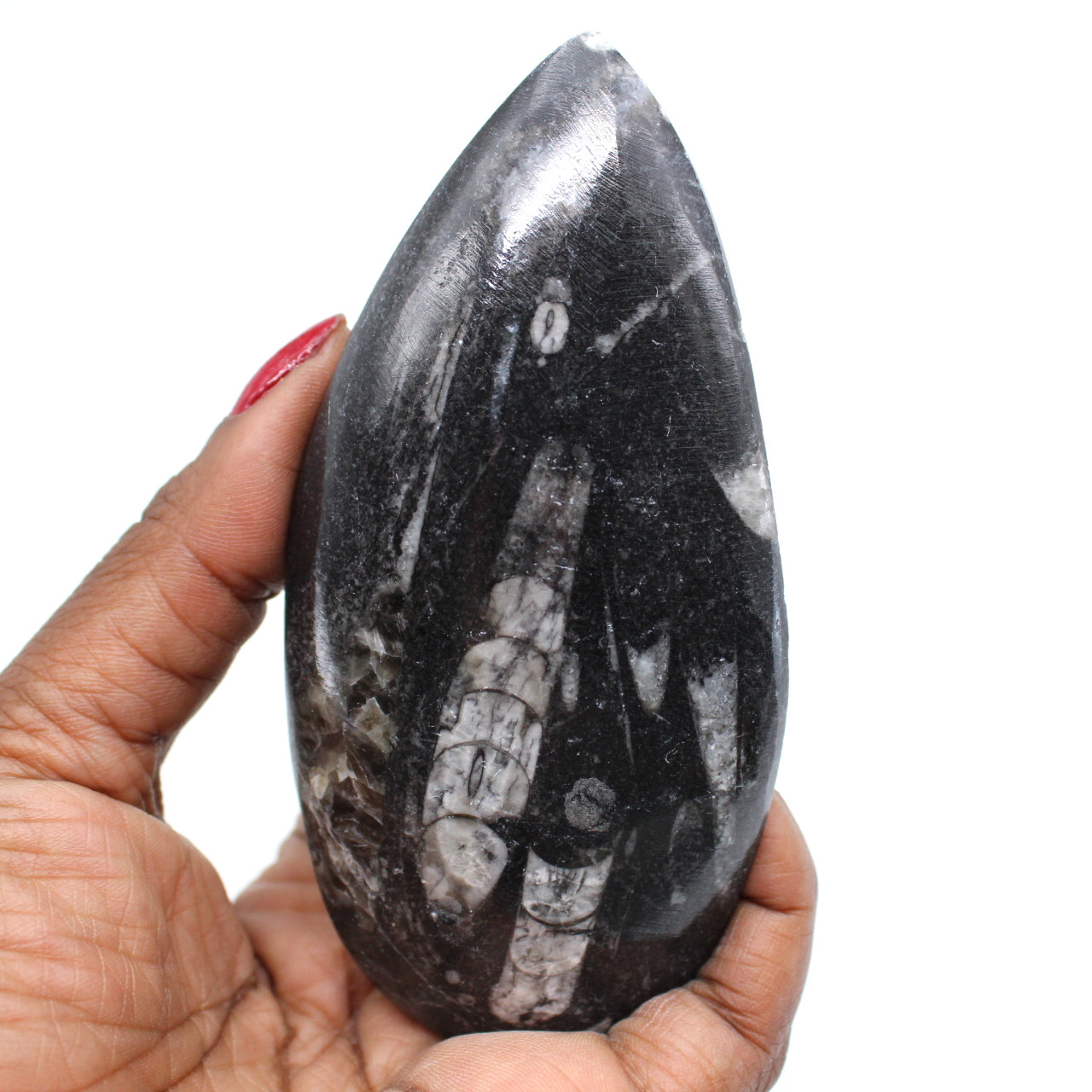 Polished orthoceras fossil