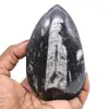 Polished orthoceras from morocco - 0