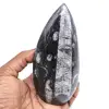 Natural orthoceras - 0