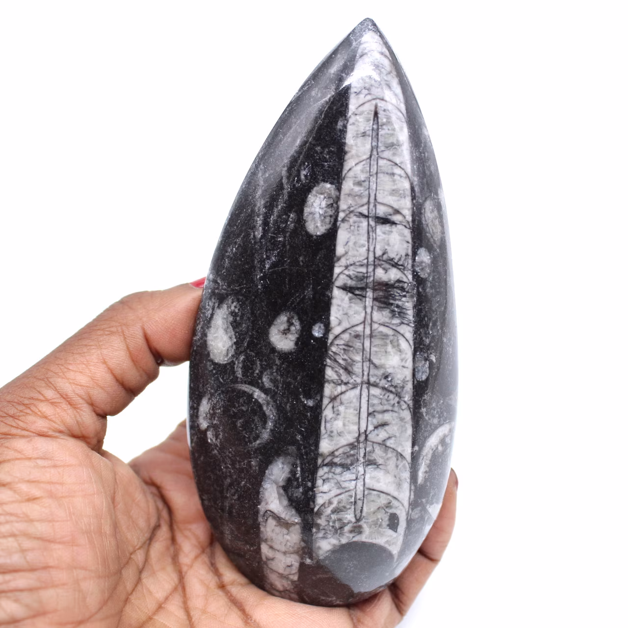 Natural orthoceras