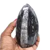 Natural fossil orthoceras - 0