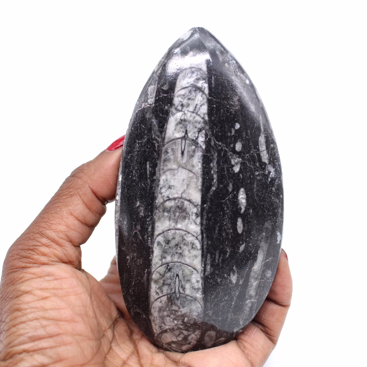 Natural fossil orthoceras