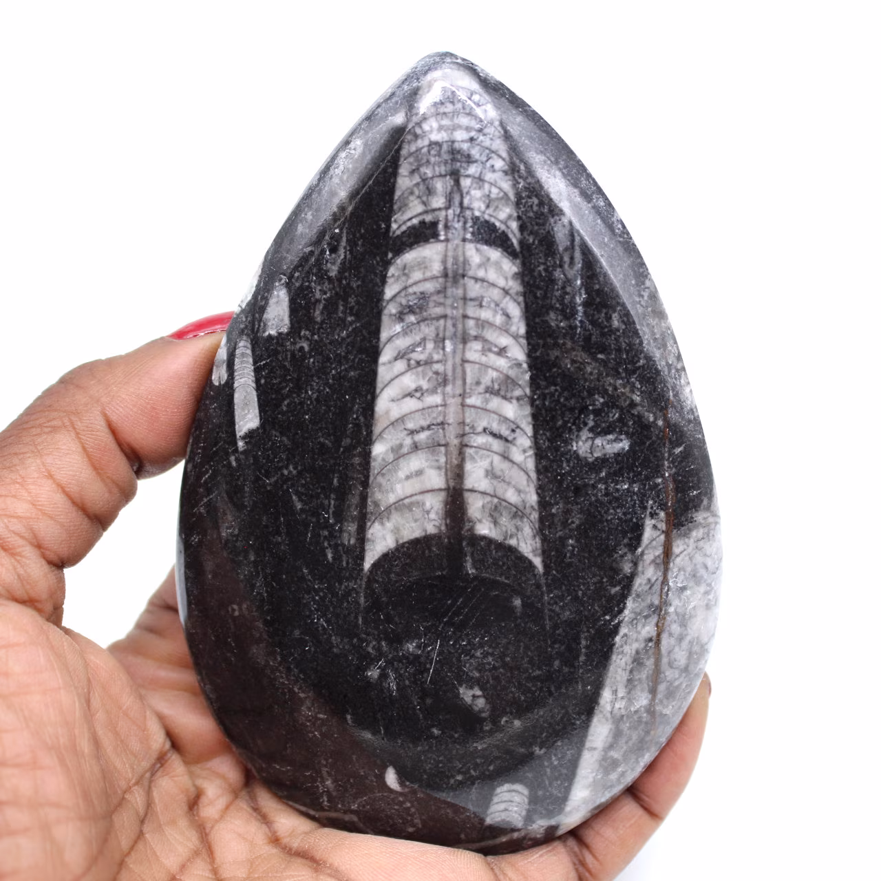 Fossilized orthoceras