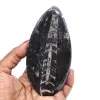 Orthocera fossil - 0