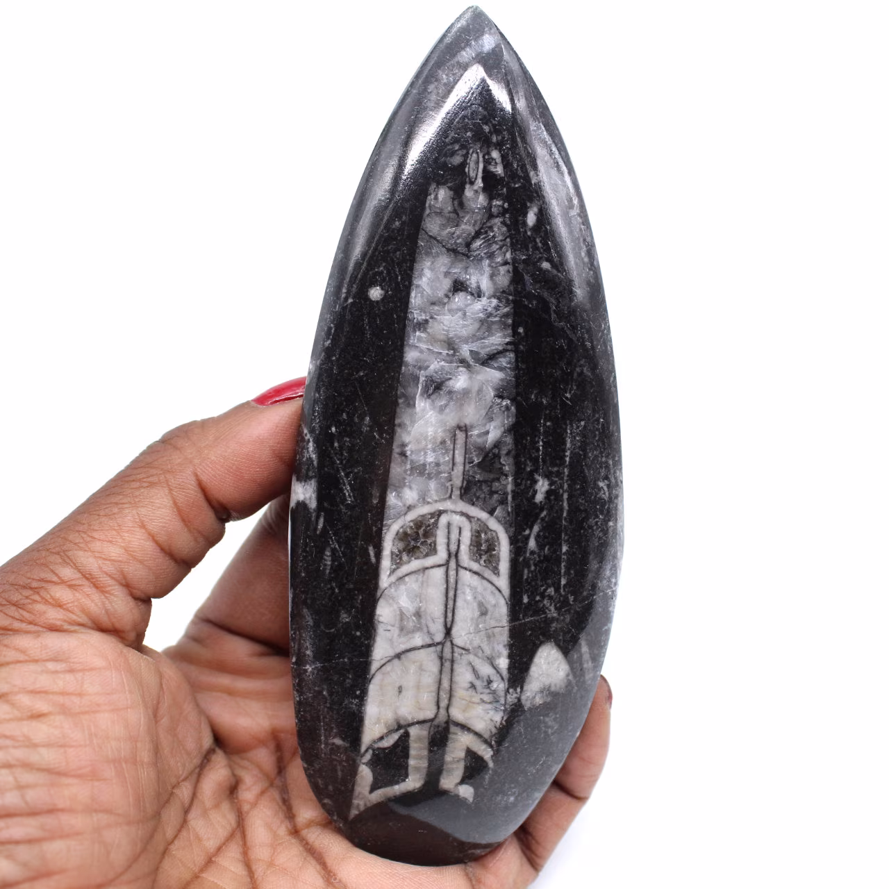 Fossil of orthoceras from morocco