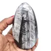 Polished orthoceras from morocco - 0