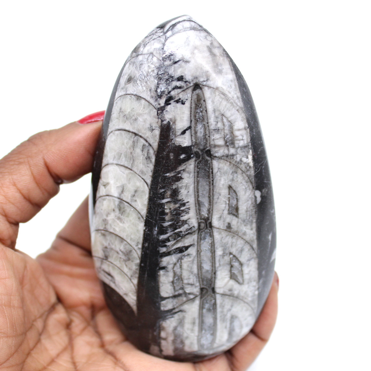 Polished orthoceras from morocco