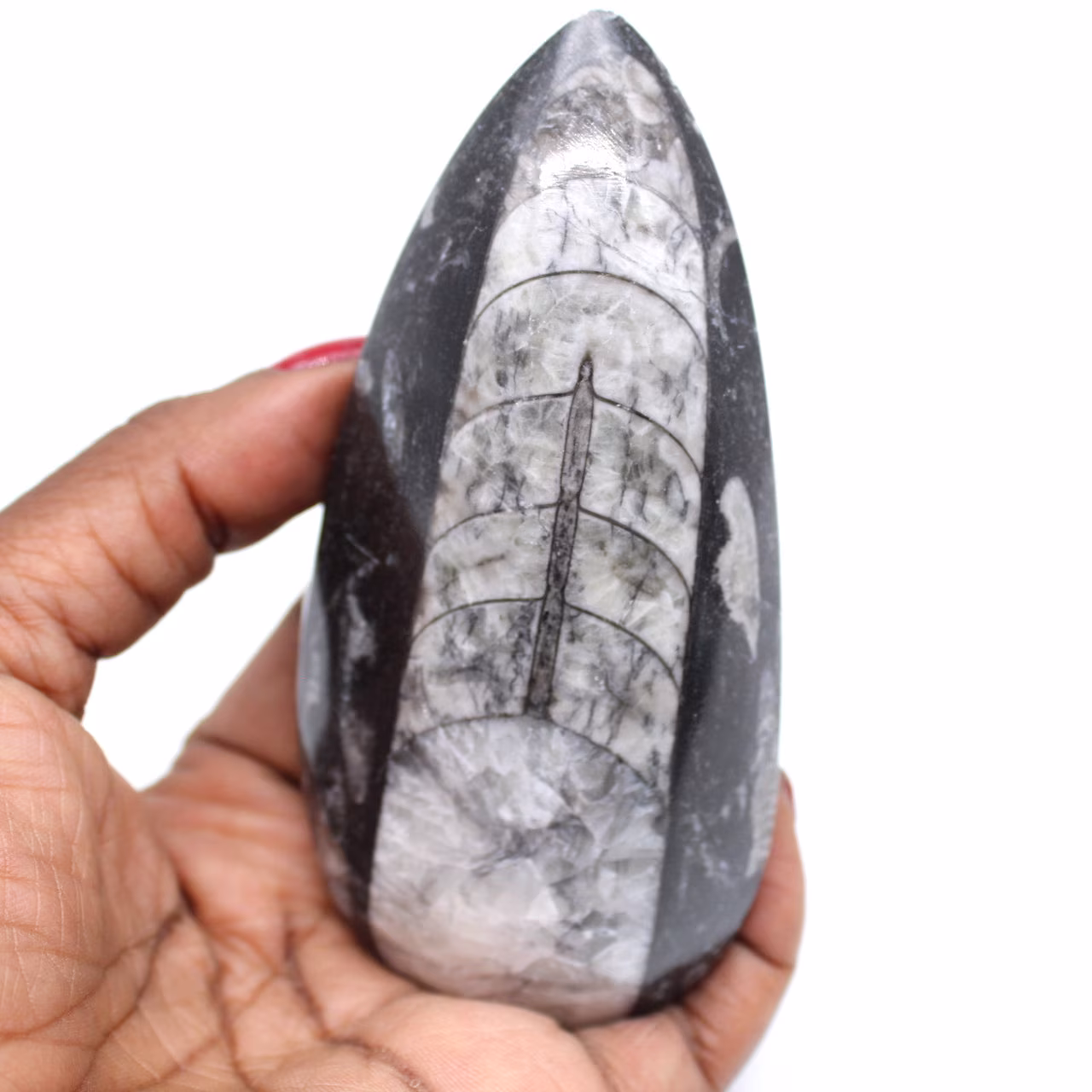 Natural fossil orthoceras