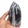 Orthoceras morocco - 0