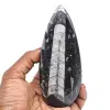Polished orthoceras - 0