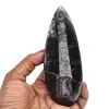 Fossilized orthoceras - 0