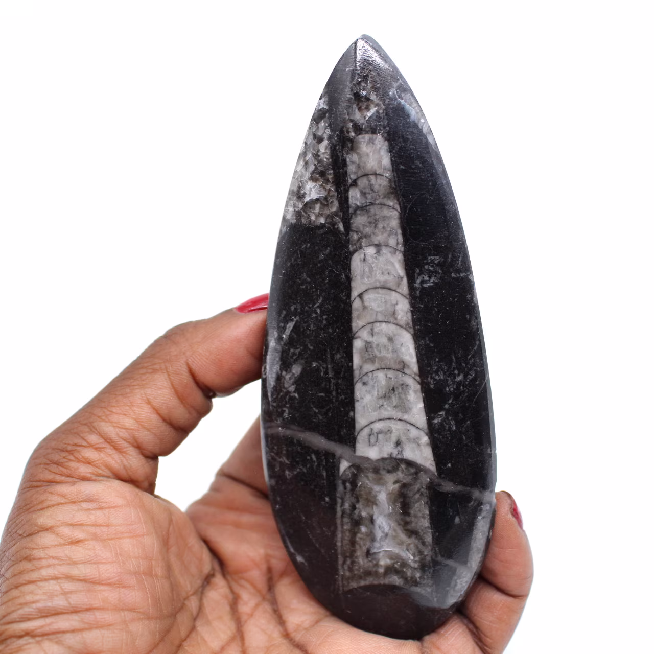 Fossilized orthoceras