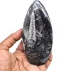 Natural orthoceras fossil - 0