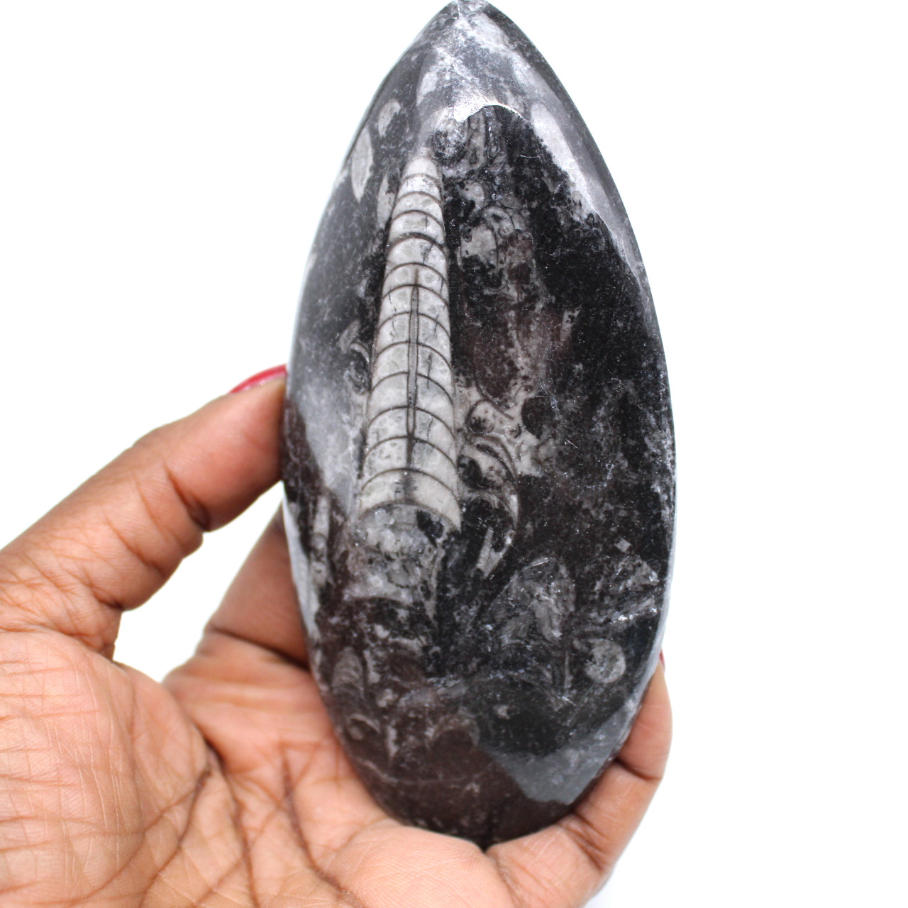 Natural orthoceras fossil