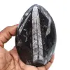 Polished orthoceras from morocco - 0