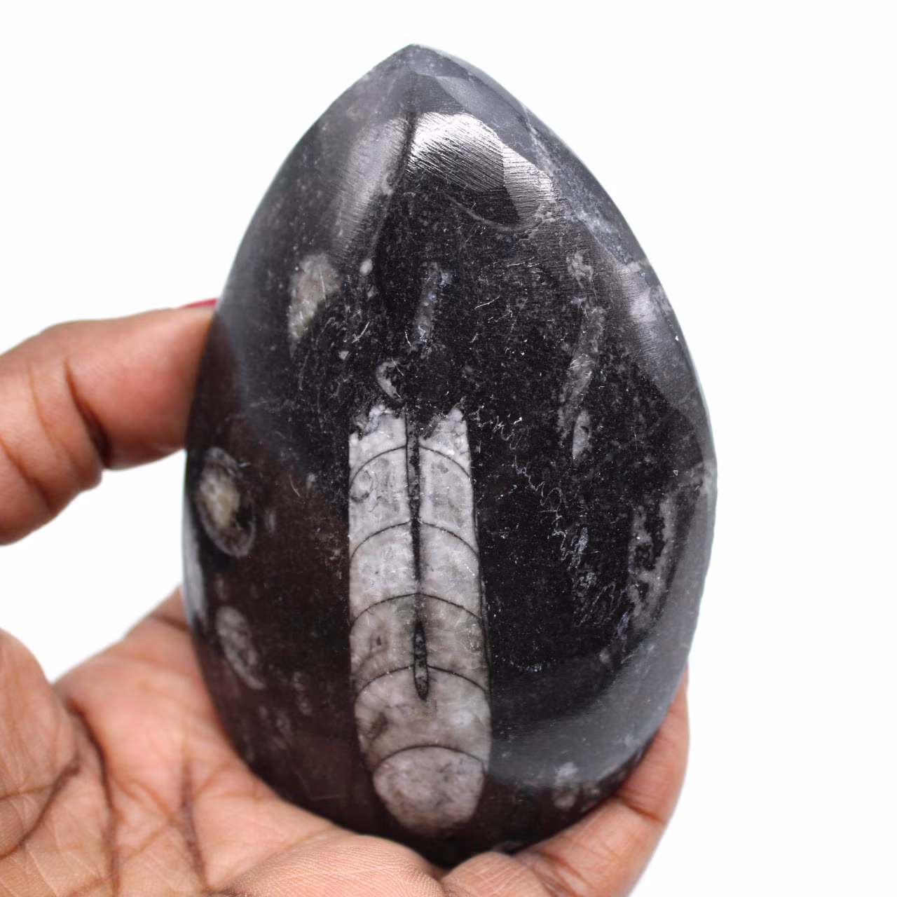Natural orthoceras