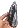 Polished orthoceras - 0