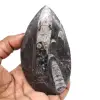 Fossilized orthoceras - 0