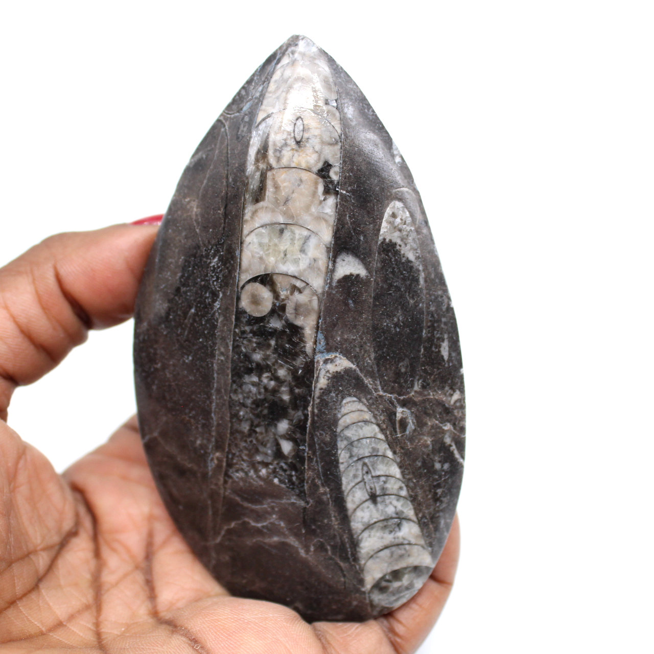 Fossilized orthoceras