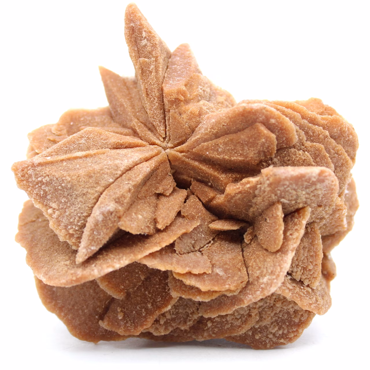 Desert Rose